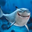 Play Bruce Finding Nemo Puzzle Game Free